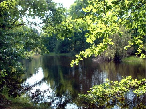 Warndtweiher