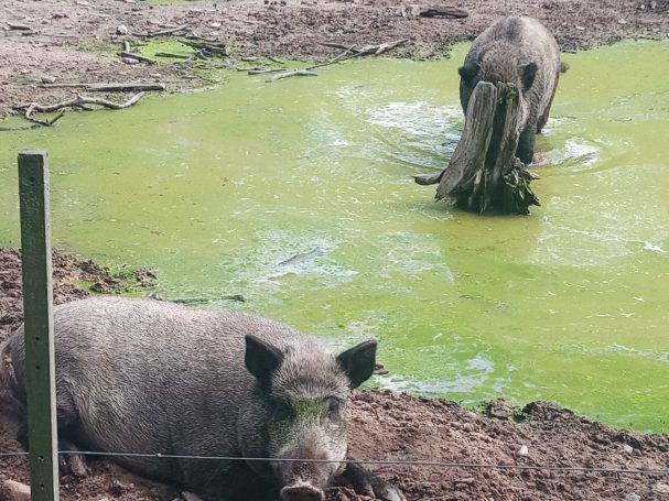 Wildpark Differten