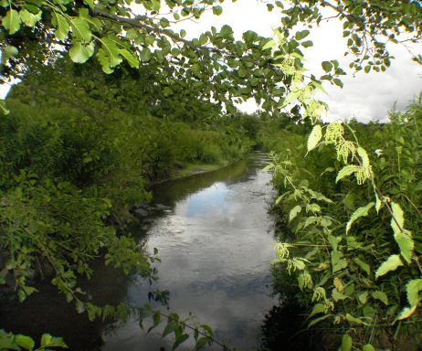 Bistbach am Fischweiher