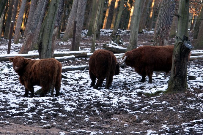 Wildpark Differten